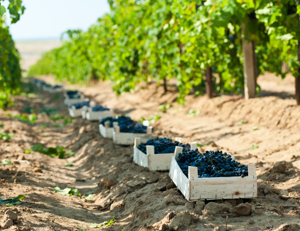 Агрофирма «Южная» собрала более 90 тысяч тонн винограда